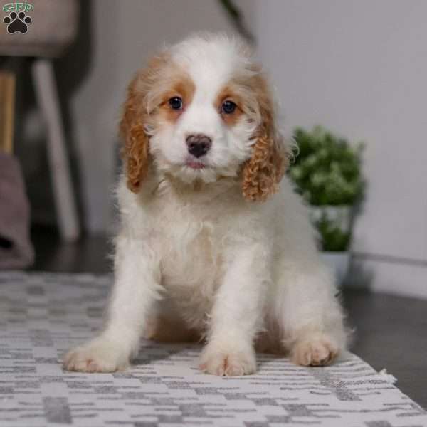 Oliver, Cockapoo Puppy